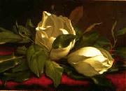 Martin Johnson Heade Magnolia hgh Norge oil painting reproduction